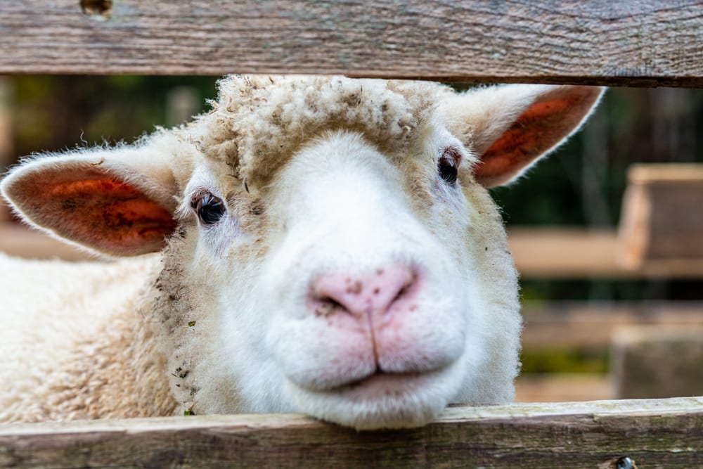 Schaf im Tier-Asyl Hübeli