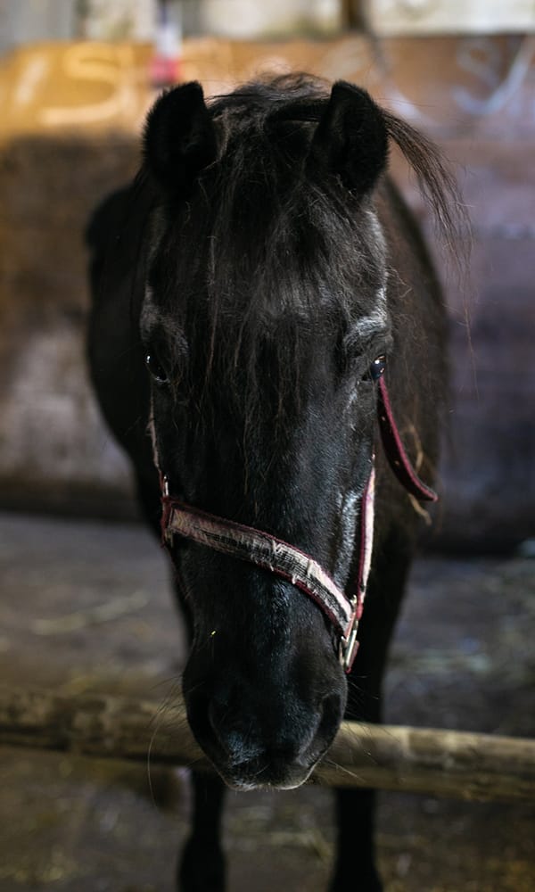 Blindes Pferd im Tier-Asyl Hübeli