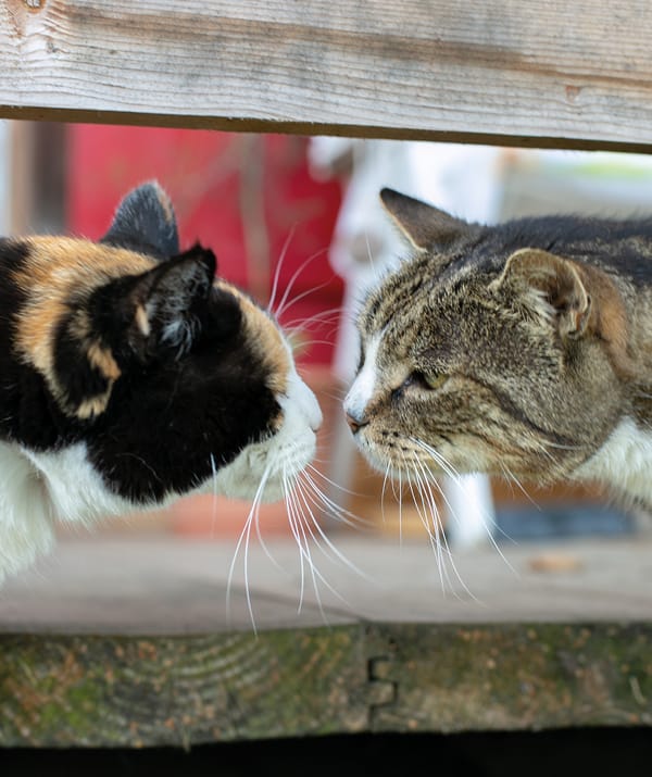 Zwei Katzen begrüssen sich mit einem Nasenstupser